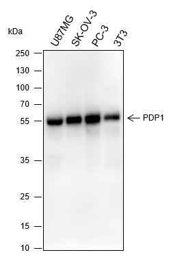 Anti-Human/Rat/Mouse PDP1 Antibody [A327]