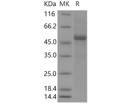 > 85 % as determined by reducing SDS-PAGE.