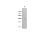 Anti-Rat ApoE Antibody - ABMIUM