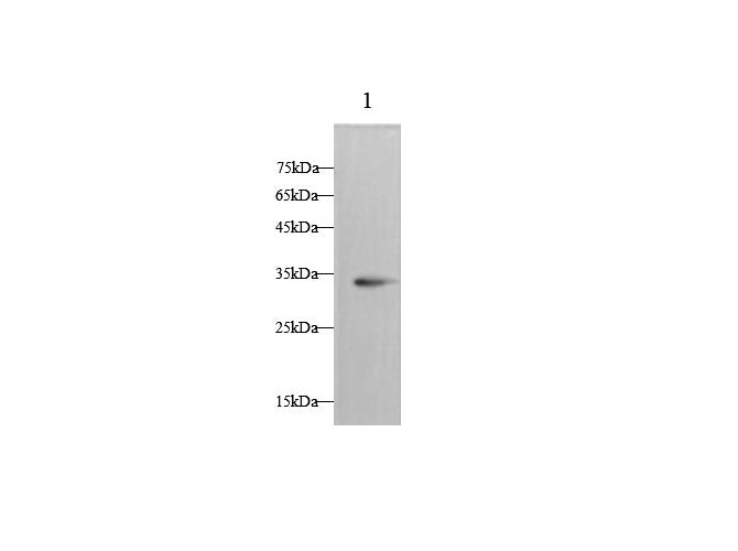 Anti-Rat ApoE Antibody - ABMIUM