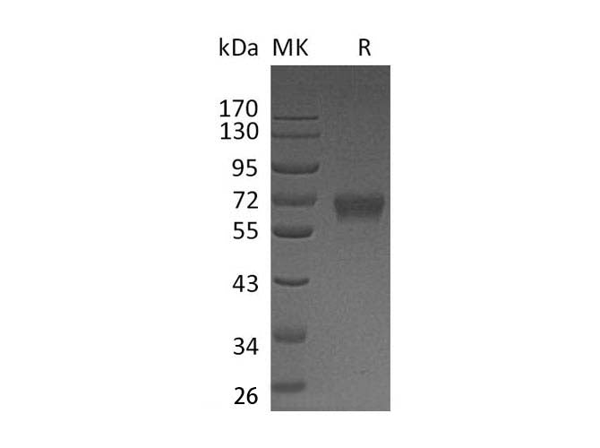 > 95 % as determined by reducing SDS-PAGE.