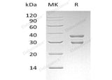 Recombinant Human UBE2J2 Protein (GST Tag) - ABMIUM