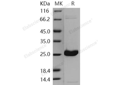 > 95 % as determined by reducing SDS-PAGE.