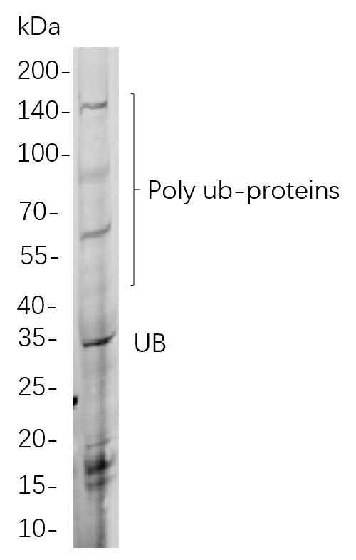 Anti-Human/Mouse/Rat Ubiquitin K48 Antibody [B891] - ABMIUM