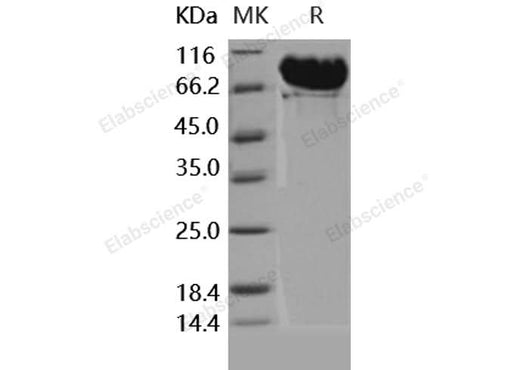 > 98 % as determined by reducing SDS-PAGE.