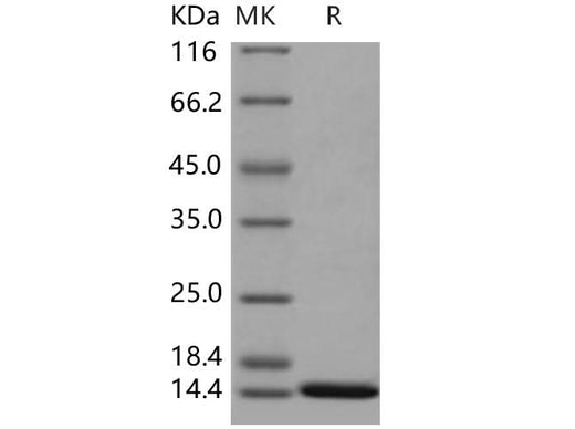 > 95 % as determined by reducing SDS-PAGE.