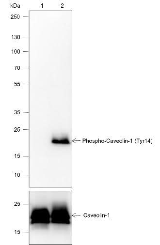Anti-Human Phospho-Caveolin-1 (Tyr14) Antibody [A813] - ABMIUM