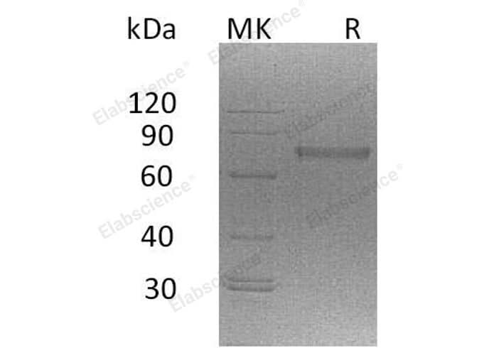 > 90 % as determined by reducing SDS-PAGE.