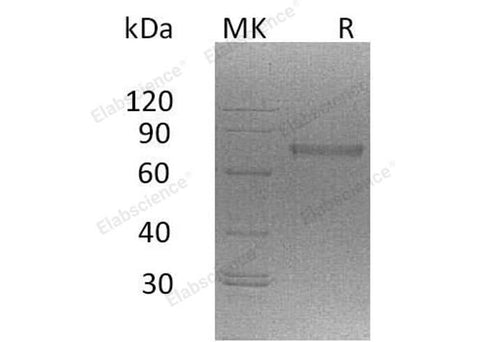 > 90 % as determined by reducing SDS-PAGE.