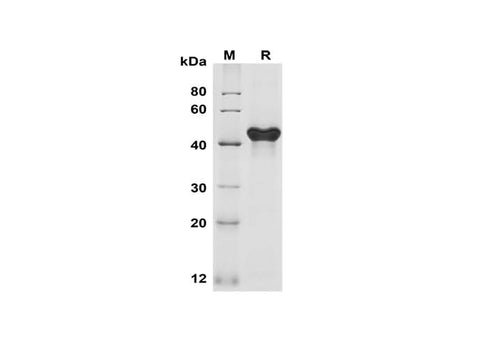 SDS-PAGE analysis of Human GITR/TNFRSF18 proteins, 2 μg/lane of Recombinant Human GITR/TNFRSF18 proteins was resolved with SDS-PAGE under reducing conditions, showing bands at 45 kDa.