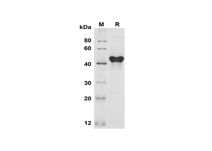 SDS-PAGE analysis of Human GITR/TNFRSF18 proteins, 2 μg/lane of Recombinant Human GITR/TNFRSF18 proteins was resolved with SDS-PAGE under reducing conditions, showing bands at 45 kDa.