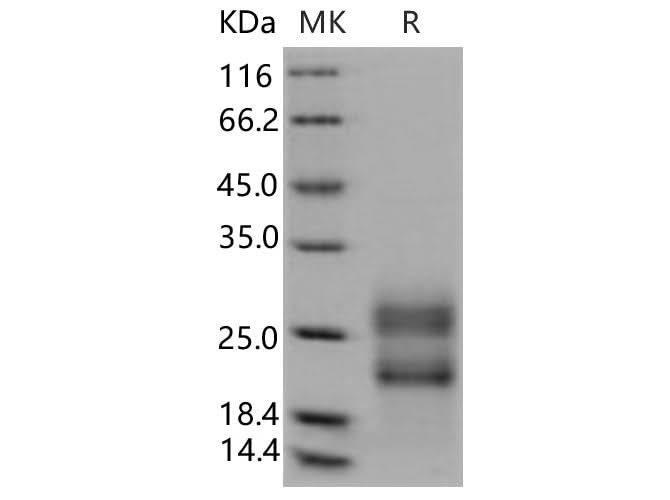 > 96 % as determined by reducing SDS-PAGE.