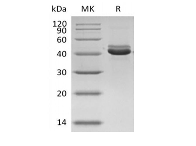 SDS-PAGE analysis of Human CD5L/hAIM proteins, 2 μg/lane of Recombinant Human CD5L/hAIM proteins was resolved with SDS-PAGE under reducing conditions, showing bands at 42 kDa.
