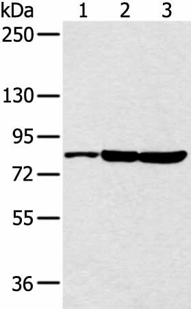 Western blot analysis of 293T cell using CCNT2 Polyclonal Antibody at dilution of 1:250