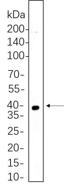 Anti-Human/Mouse/Rat MEK3 Antibody [B774] - ABMIUM
