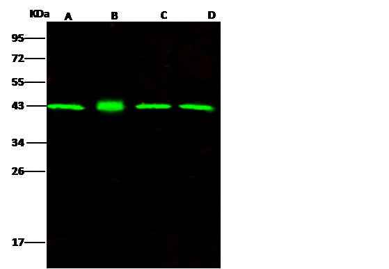Anti-Human MAPK1 Antibody [A1007] - ABMIUM