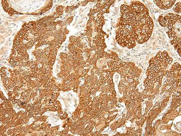 Anti-Human/Mouse/Rat SLC6A9 Antibody