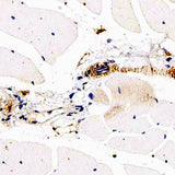 Immunohistochemistry analysis of paraffin-embedded mouse skeletal muscle using DLL4 Polyclonal Antibody at dilution of 1:200.