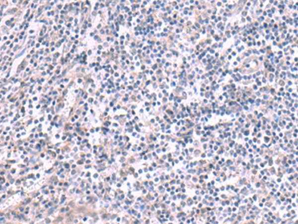 Anti-Human/Rat KCNK10 Antibody