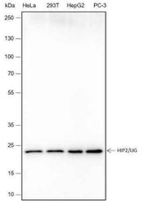 Anti-Human HIP2/LIG Antibody [A412]