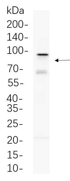 Anti-Human/Mouse/Rat EZH2 Antibody [B656] - ABMIUM
