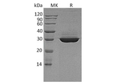 > 95 % as determined by reducing SDS-PAGE.