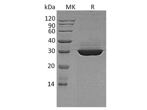 > 95 % as determined by reducing SDS-PAGE.