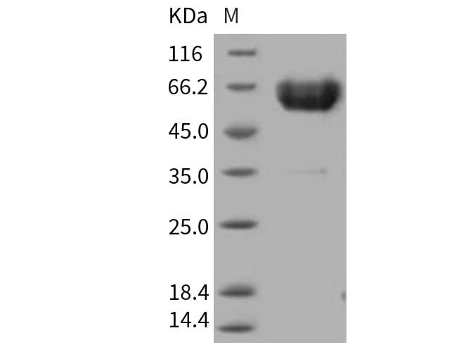 > 97 % as determined by reducing SDS-PAGE.
