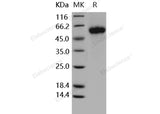> 98 % as determined by reducing SDS-PAGE.