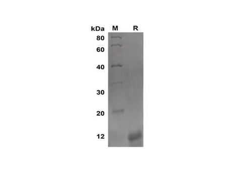 SDS-PAGE analysis of Mouse CXCL10 proteins, 2 μg/lane of Recombinant Mouse CXCL10 proteins was resolved with SDS-PAGE under reducing conditions, showing bands at 12 kDa.