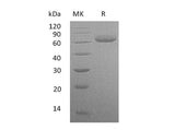 > 95 % as determined by reducing SDS-PAGE.