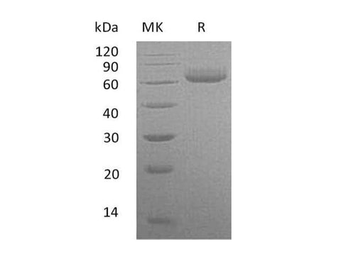> 95 % as determined by reducing SDS-PAGE.