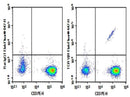 Anti-Human TCRVβ1 Antibody [BL37.2] - ABMIUM