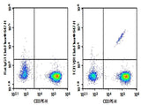 Anti-Human TCRVβ1 Antibody [BL37.2] - ABMIUM