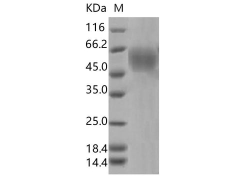 > 95 % as determined by reducing SDS-PAGE.