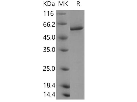 > 94 % as determined by reducing SDS-PAGE.
