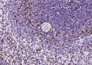 Anti-Human CD2 Antibody [A849] - ABMIUM