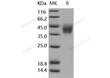 > 98 % as determined by reducing SDS-PAGE.