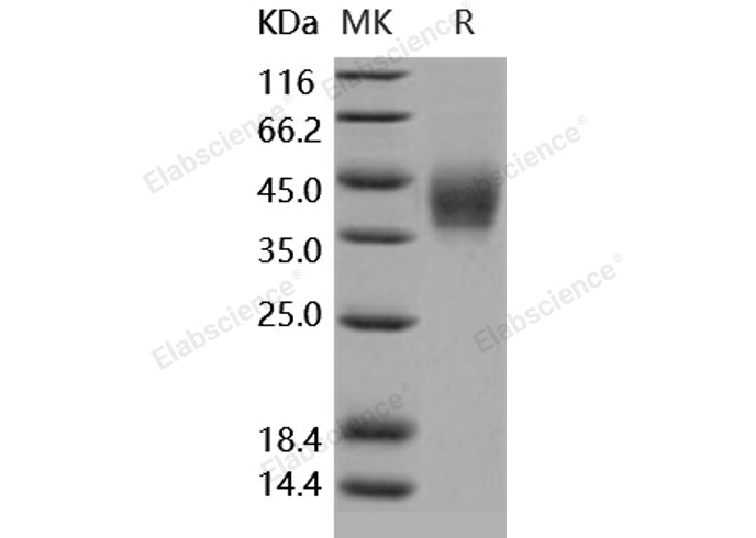 > 98 % as determined by reducing SDS-PAGE.