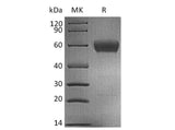 SDS-PAGE analysis of Human CD47/IAP proteins, 2 μg/lane of Recombinant Human CD47/IAP proteins was resolved with SDS-PAGE under reducing conditions, showing bands at 48-65 kDa.