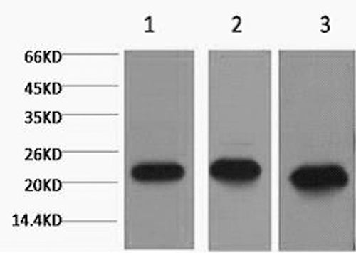 Western Blot analysis of 1) MCF7, 2) Rat kidney, 3) Mouse brain using PRDX1 Monoclonal Antibody at dilution of 1:2000.