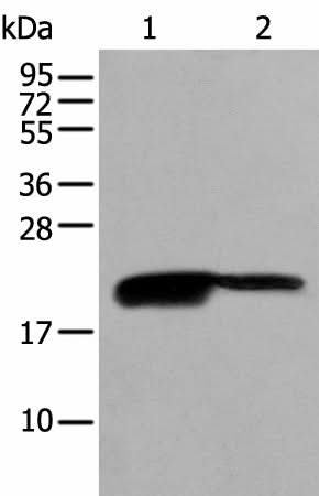 Western blot analysis of RAW264.7 and K562 cell lysates using BRI3BP Polyclonal Antibody at dilution of 1:500