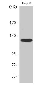 Western Blot analysis of HepG2 cells using FAK Polyclonal Antibody at dilution of 1:500.