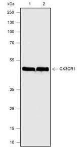 Anti-Human CX3CR1 Antibody [A576]