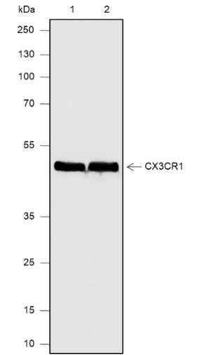Anti-Human CX3CR1 Antibody [A576] - ABMIUM