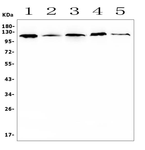 Anti-HIF-1 alpha/HIF1A Antibody Picoband® Boster Bio