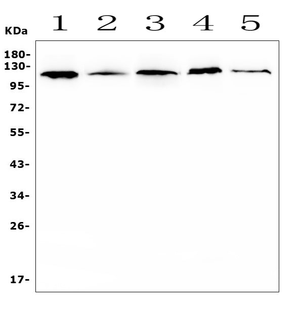 Anti-HIF-1 alpha/HIF1A Antibody Picoband® Boster Bio