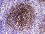 Anti-CTLA4 Antibody Picoband® Boster Bio