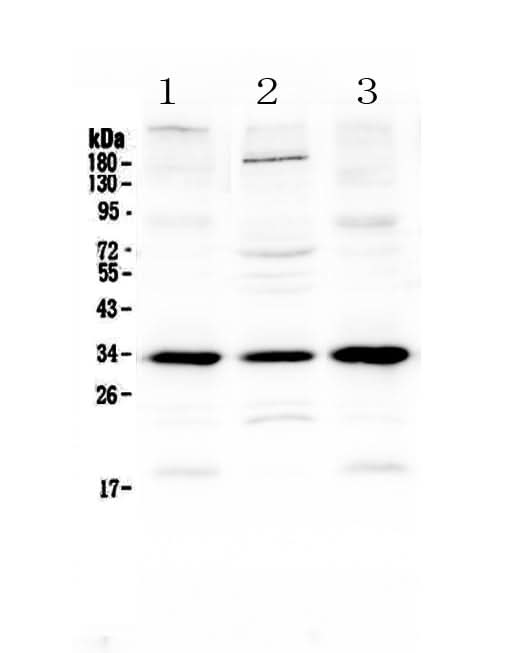 Anti-MyD88 Antibody Picoband® Boster Bio
