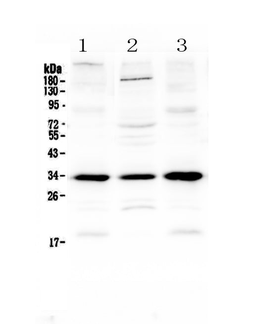 Anti-MyD88 Antibody Picoband® Boster Bio